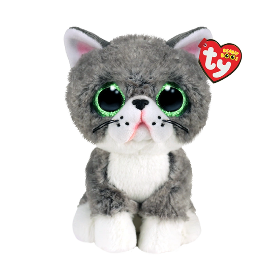 Fergus Grey Persian Cat 灰色波斯貓弗格斯